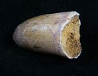 Well Preserved Fossil Crocodile Tooth - Morocco #10049-1
